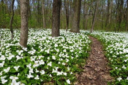 Plant Long-Lived Trillium in Your Perennial Garden Image